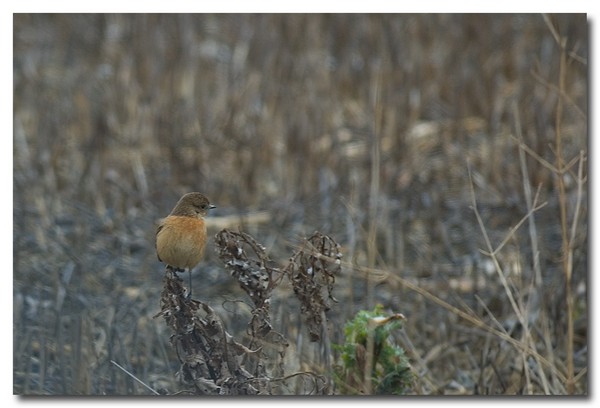 saltimpalo - Saxicola rubicola